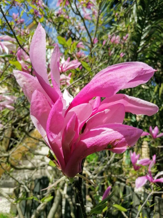 Guest House Dans Jardin Exotique Proche D'Une Voie Verte 莫尔莱 外观 照片